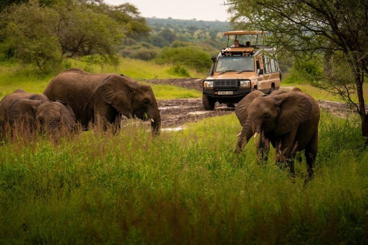 Luxury Safari